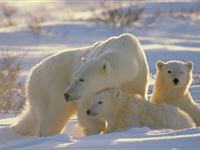 为什么北极熊不怕冷?
