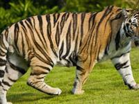 为什么老虎的皮毛有条纹？