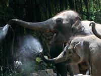 为什么大象用鼻子吸水却不会呛着？