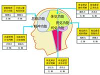为什么说大脑是人体的“司令部”