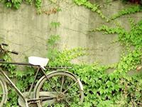 为什么爬山虎能沿着墙向上爬