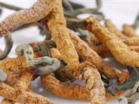 冬虫夏草是虫还是草