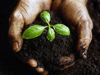 为什么黑色的土壤肥沃