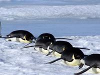 为什么南极比北极冷