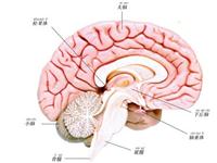 为什么大脑能记住事情