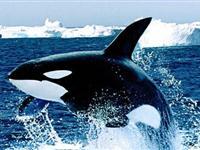 为什么抹香鲸鱼能潜入深海
