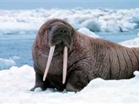 为什么说海象的牙是“特殊工具”