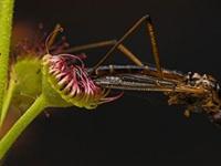 为什么有些植物会吃昆虫