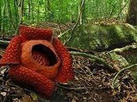 为什么大王花有臭味