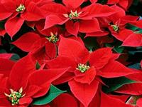 圣诞花是红色的吗