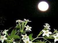 为什么夜来香在夜里发出香味