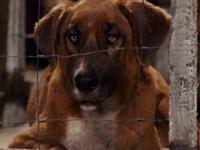 比弗利山拜金犬