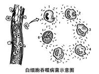 为什么称白细胞为“人体卫士”