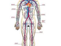 血液有什么作用
