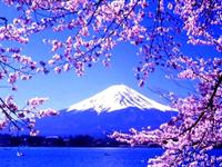为什么日本被称为“樱花岛国”