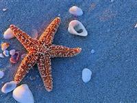 为什么海星没脚却能“走路”