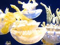 为什么水母没有牙却会咬人