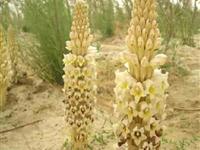 为什么称肉苁蓉为“沙漠人参”