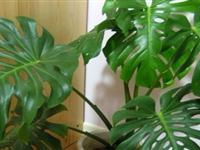 为什么龟背竹的叶片裂缝多