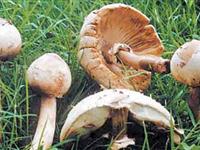 为什么雨后蘑菇特别多