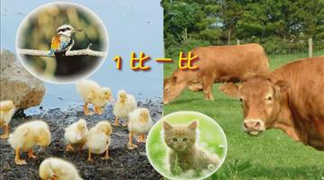 《比一比》课文朗读动漫