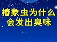 第21讲  椿象虫为什么会发出臭味 