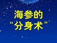 第34讲  海参的分身术 