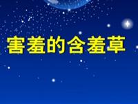 第37讲  害羞的含羞草 