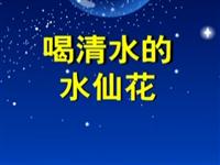 第38讲  喝清水的水仙花 