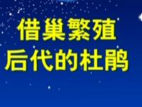 第42讲  借巢繁殖后代的杜鹃 