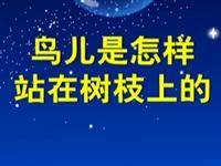 第61讲  鸟儿是怎样站在树枝的 