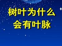 第77讲  树叶为什么会有叶脉 
