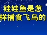 第82讲  娃娃鱼是怎样捕食飞鸟 
