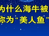 第93讲  为什么海牛被称为“美人鱼” 