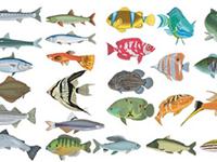 为什么鱼要长鳞