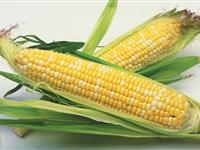 为什么玉米会长“胡须”