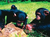 黑猩猩会制造“工具”吗？