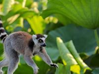 为什么环尾狐猴常竖起尾巴？