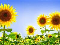 为什么向日葵会朝向太阳生长？