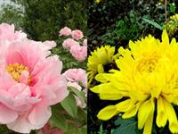 为什么色彩艳丽的花通常没有香气？