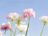 为什么大多数花会发出香味？