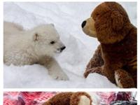 阿拉斯加的小北极熊Kali 和它的圣诞节小伙伴