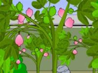  第120讲  无花果真的不开花吗