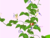 第103讲  为什么牵牛花在早晨开放 