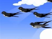 第62讲  鸟儿为什么会飞 