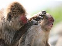 为什么猴子爱给同伴“捉虱子”？