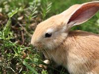 为什么兔子的耳朵特别长？