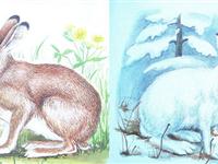 为什么雪兔会变色？