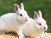 为什么白兔的眼睛是红色的？