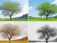 为什么会有四季变化？